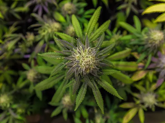Three Tips To Identify The Best CBD Product To Buy Online
