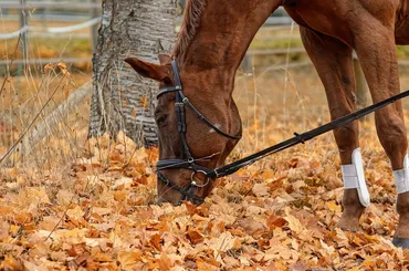 Don’t Get Taken for a Ride When Buying Your First Horse
