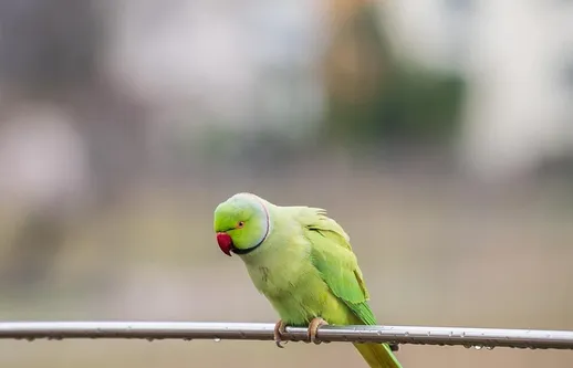 talkieparrot