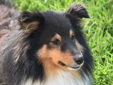 Choose Professionals At Pet Grooming Pembroke Pines