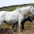 Helping Your Horse Lose Those Extra Pounds