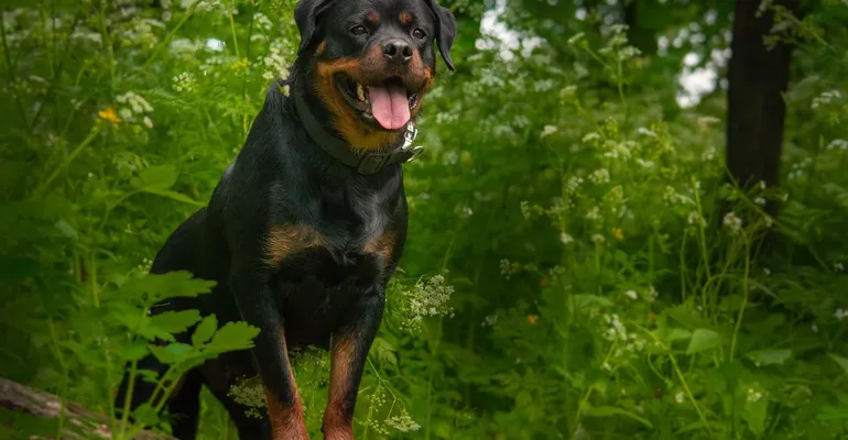 Rottweiler puppies, things you should consider before buying