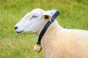 How to choose the right Cat Collars?