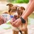 How To Take Care of a Newly Adopted Dog
