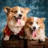 Tips For Keeping Your Pets At A Healthy Weight