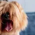 The Complete Guide To Find An Ideal Dog Grooming Near Me