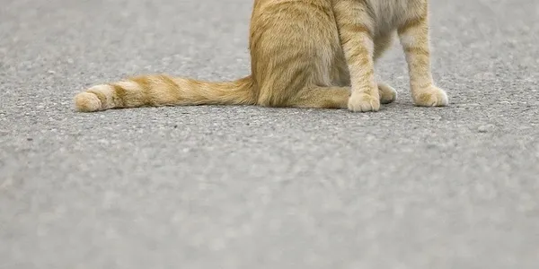 Pet Sitting Service