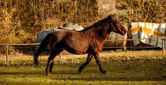 Organic Livestock Measures - Committed To Animal Welfare