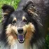 Know About Dog grooming near me