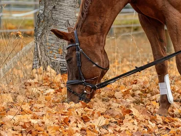 Don’t Get Taken for a Ride When Buying Your First Horse