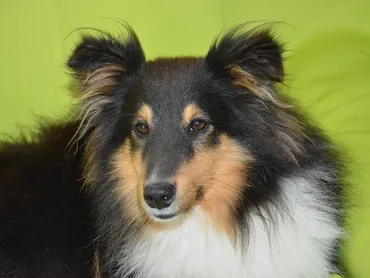 Best and efficient Dog grooming near me