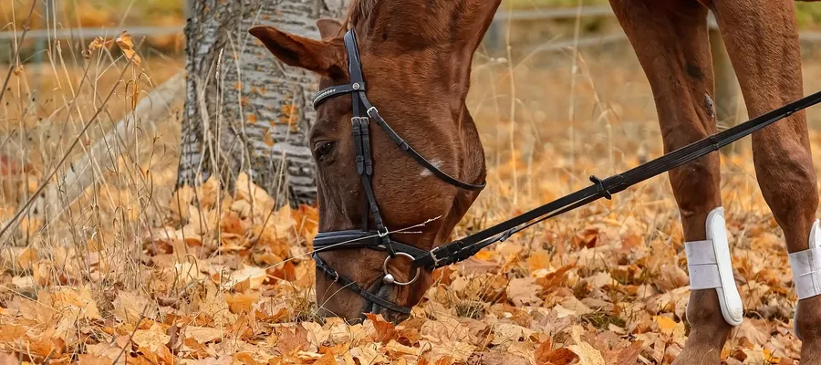 Don’t Get Taken for a Ride When Buying Your First Horse