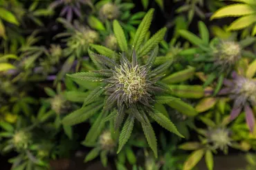 Three Tips To Identify The Best CBD Product To Buy Online