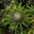 Three Tips To Identify The Best CBD Product To Buy Online