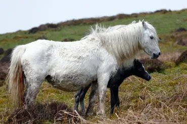 Helping Your Horse Lose Those Extra Pounds