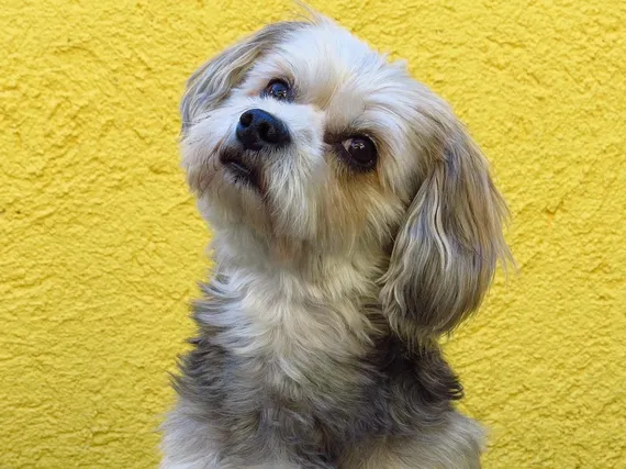 4 Tips for New Puppy Owners