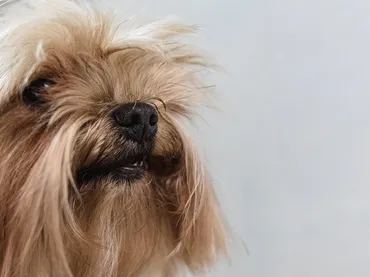 Dog Grooming: A Essential Maintenance For Dogs