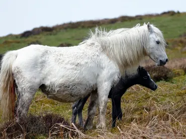 Helping Your Horse Lose Those Extra Pounds