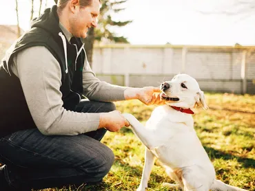 Find Dog Grooming Near Me Because Your Dog Deserves To Be Majestic