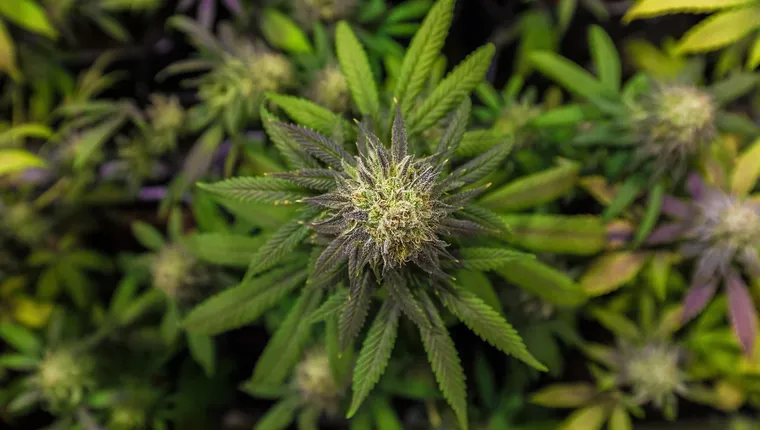 Best-CBD-Oil-For-Dogs