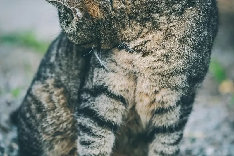 Pet Care Service