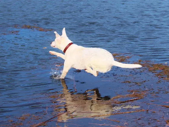 How to move across the country with your Pets?