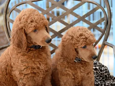 Know About Dog grooming near me