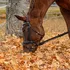 Don’t Get Taken for a Ride When Buying Your First Horse