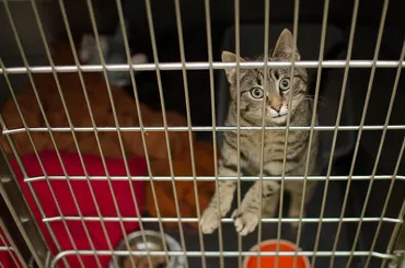 How To Care for a Cat Diagnosed with Diabetes