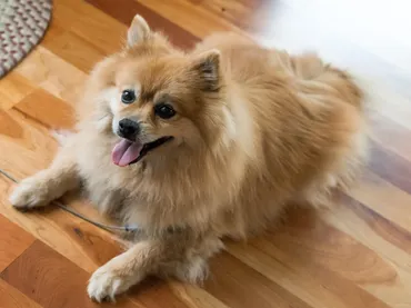 Find Dog Grooming Near Me Because Your Dog Deserves To Be Majestic