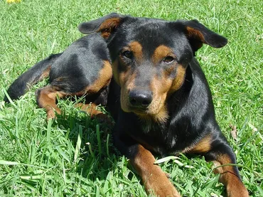 Take proper care of dog hygiene by grooming them