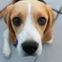 What Are The Major Benefits Of Dog Grooming Near Me?