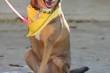 Long Island Puppy Store: What Should Pet Owners Feed Their Puppies?