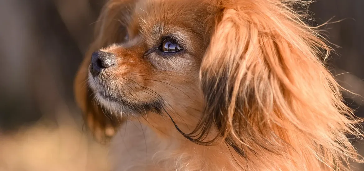 TYPES OF DOGS