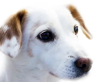 Everything You Need To Know About The Pet Shop In Essex