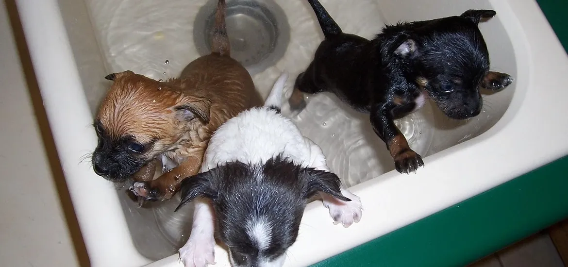 Dog Separation