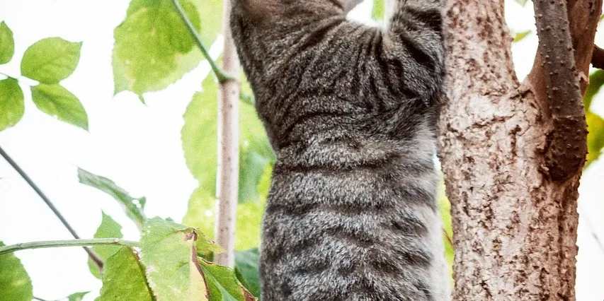 good cat trees for large cats