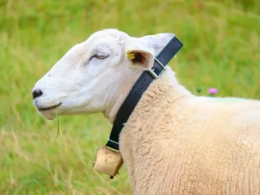 How to choose the right Cat Collars?