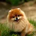 4 Tips for New Puppy Owners