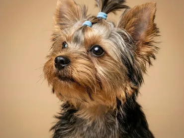 Guide to knowing everything about dog grooming Kendall Miami