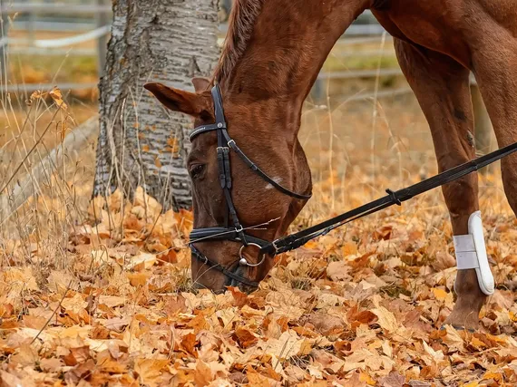 Don’t Get Taken for a Ride When Buying Your First Horse