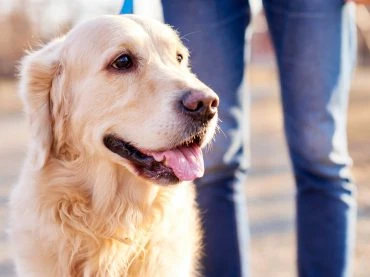 Care your pet as like your baby