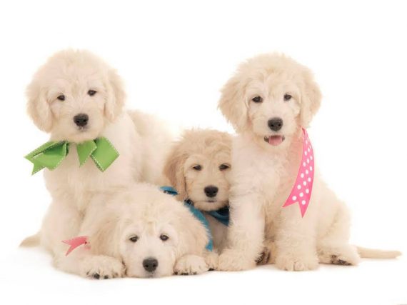 Things to know about goldendoodle