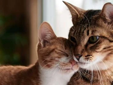 Understanding the Importance of Grooming Tools for Cat