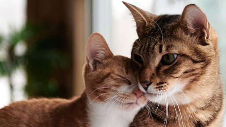 Understanding the Importance of Grooming Tools for Cat