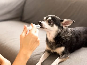 What’s The Benefit Of Dog CBD?