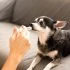 What’s The Benefit Of Dog CBD?