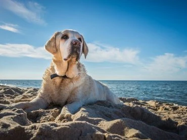 CBD and Dogs are Related to Each Other