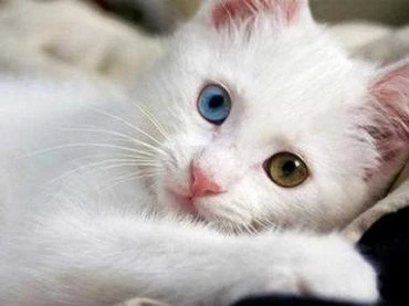 Cat Eye Drops You Need To Know About?