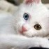 Cat Eye Drops You Need To Know About?